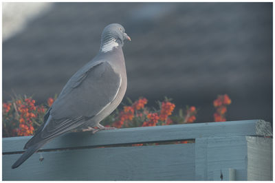 Close-up of seagull perching on railing