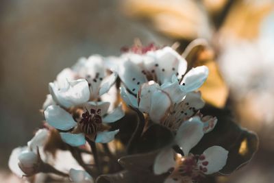 Close-up of white flowers