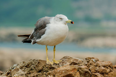 Close-up of seagull perching on rocks