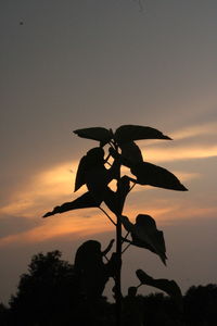 Low angle view of silhouette tree against sky at sunset