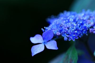 Close-up of purple flowers blooming outdoors