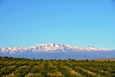 Scenic view of snowcapped mountains against clear blue sky