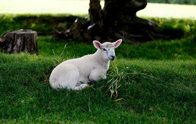 Portrait of white sheep on field