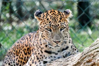 Close-up portrait of leopard