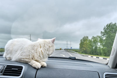 View of cat in car