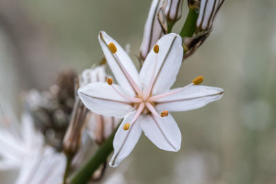 Close-up of white flowering plant