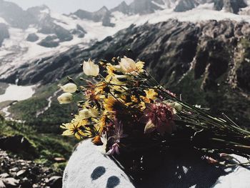 Close-up of flowering plant on rock