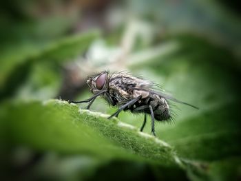 Close-up of fly on leaf