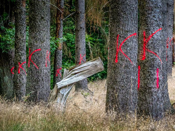 Plants growing on tree trunk in forest