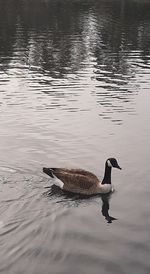 High angle view of bird swimming in lake