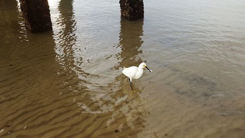 High angle view of bird in lake