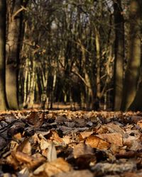 Close-up of fallen tree in forest