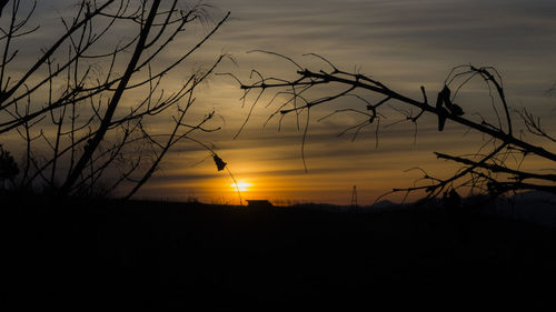 Silhouette bird flying over tree during sunset