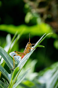 Close-up of insect on plant