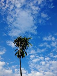 Low angle view of coconut palm tree against sky