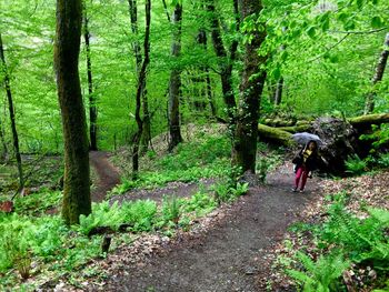 Man standing on footpath in forest