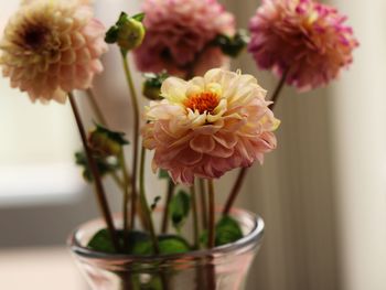 Close-up of pink flower in vase
