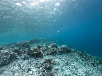 High angle view of coral swimming in sea