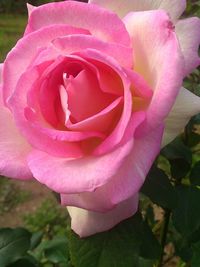 Close-up of pink rose