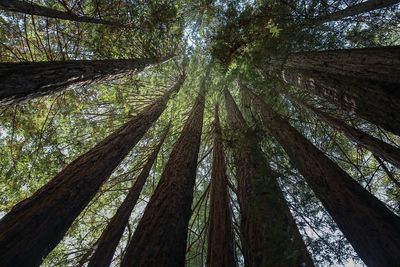 Low angle view of trees in forest against sky