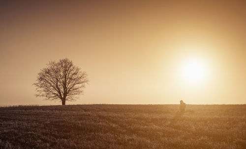 Tree on field against sky during sunset