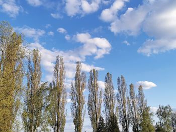 Low angle view of trees against sky