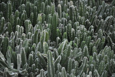 Close-up of succulent plants