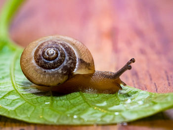 The snail crawls over the green leaf