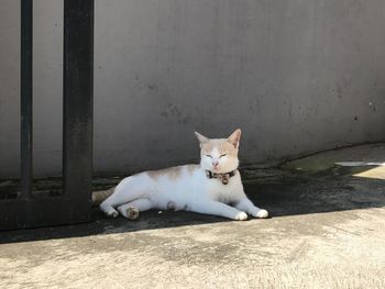 White cat resting on floor