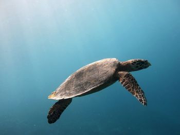 Turtle swimming in sea