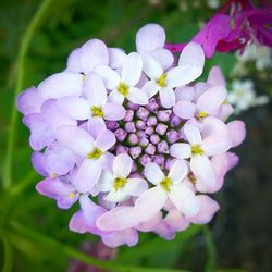 Close-up of purple flowers blooming