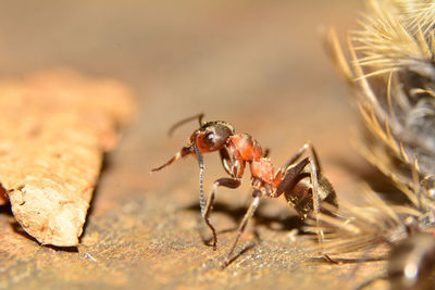 Extreme close-up of ant on field