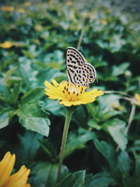 Close-up of butterfly on yellow flower