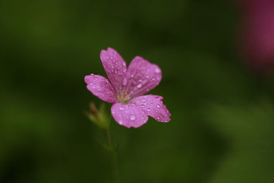 Close-up of wet pink rose flower