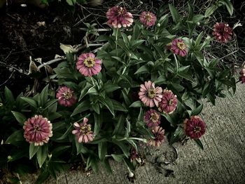 Close-up of pink flowers