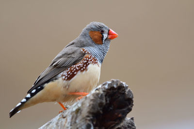 Close-up of bird perching