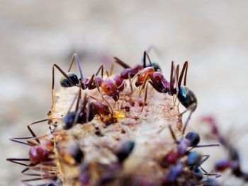 Close-up of ants on food.