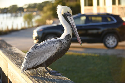 Close-up of bird perching on a car