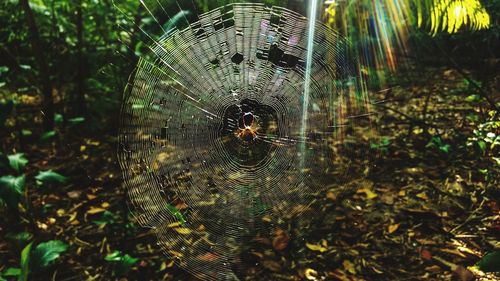 Close-up of spider and web against blurred background