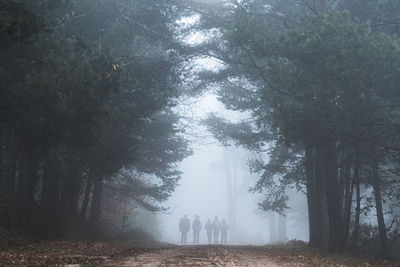 Trees growing in forest