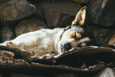 Close-up of dog sleeping against stone wall