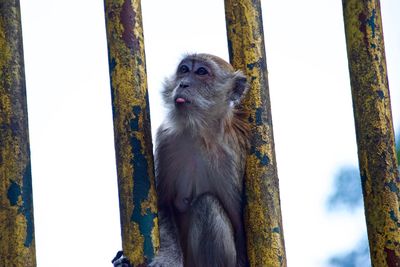 Monkey sitting on tree trunk