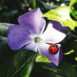 Close-up of purple flower