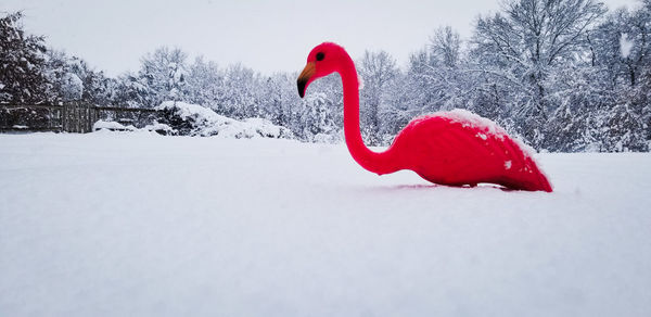 View of a bird on snowy field