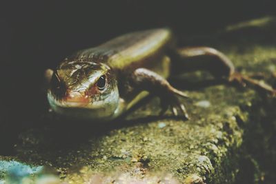 Close-up portrait of frog