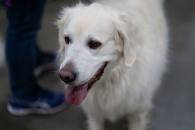 Close up of dog panting with mouth open in selective focus