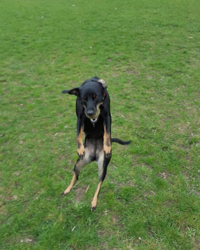 animal themes, domestic animals, one animal, grass, mammal, dog, pets, field, grassy, green color, portrait, black color, looking at camera, full length, high angle view, pet collar, standing, no people, outdoors, day