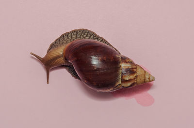 Achatina snail on a pink background top view