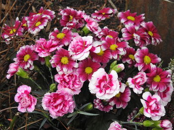 High angle view of pink flowering plants