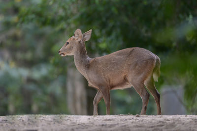 Deer standing on a land